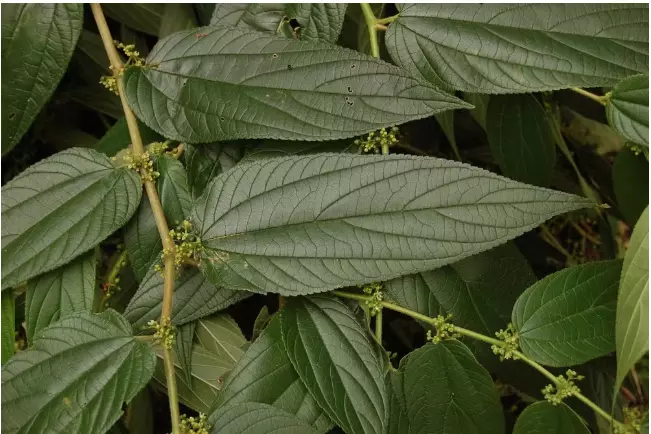 Planta Brasileira Pode Revolucionar Uso Medicinal do Canabidiol Sem Restrições Legais